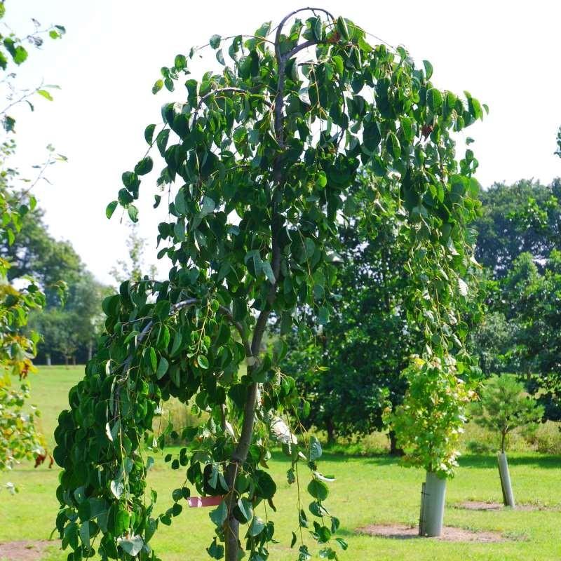 Cercidiphyllum Japonicum - View 34 from www redcrocus com