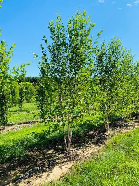 Betula Nigra Fox Valley Multi Stem - View 10 from www redcrocus com