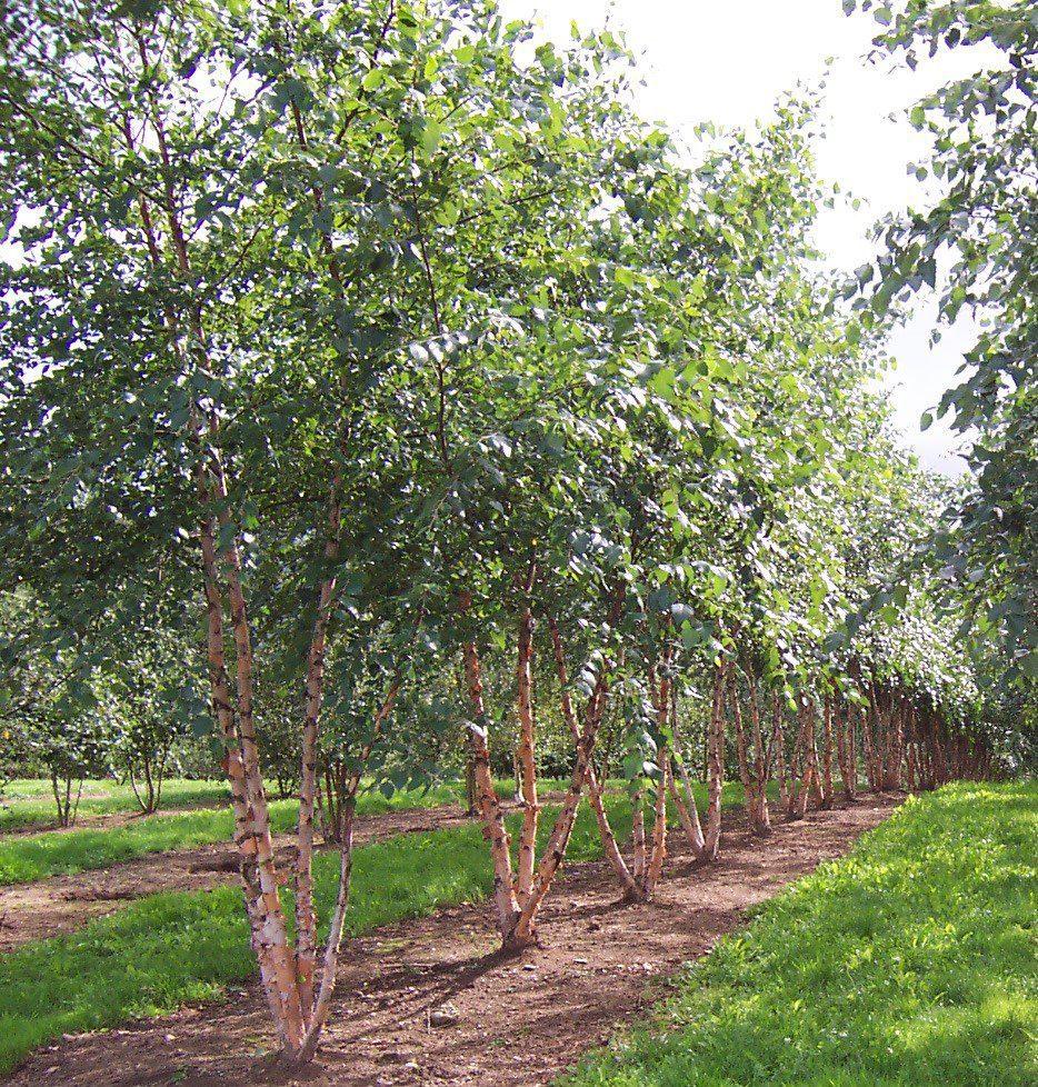 Betula Nigra Fox Valley Multi Stem - View 11 from www redcrocus com