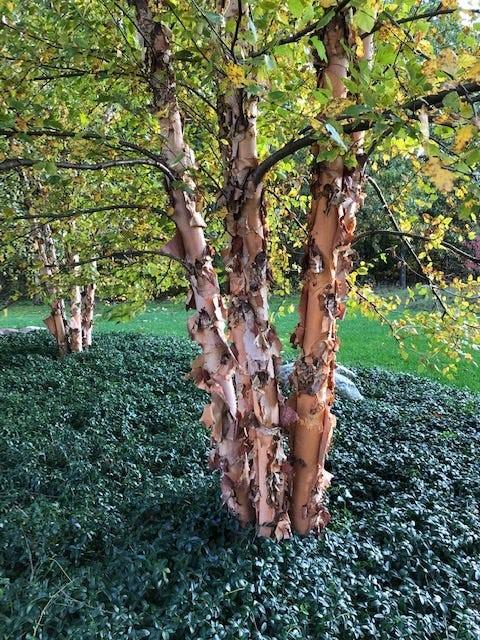 Betula Nigra Fox Valley Multi Stem - View 13 from www redcrocus com