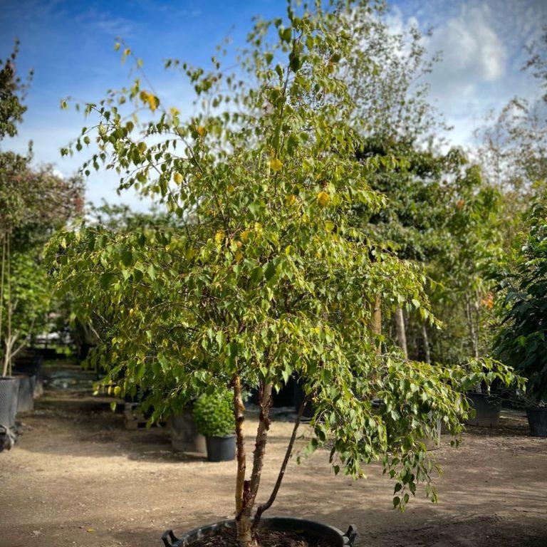 Betula Nigra Fox Valley Multi Stem - View 14 from www redcrocus com