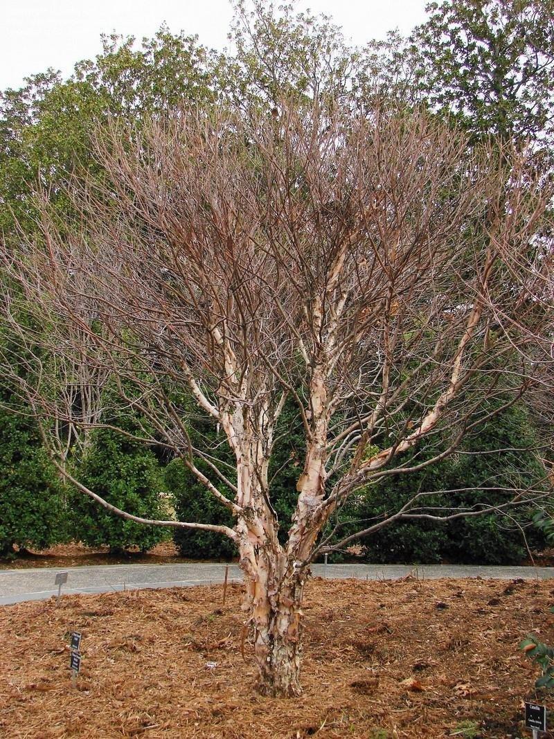 Betula Nigra Fox Valley Multi Stem - View 16 from www redcrocus com