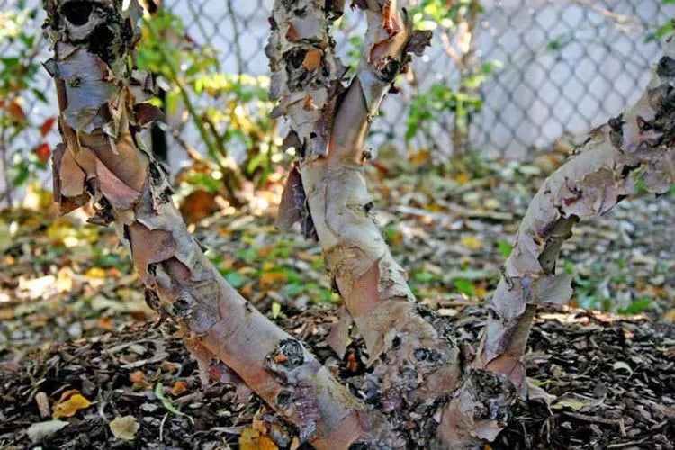 Betula Nigra Fox Valley Multi Stem - View 17 from www redcrocus com