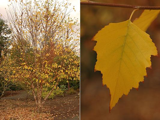 Betula Nigra Fox Valley Multi Stem - View 1 from www redcrocus com