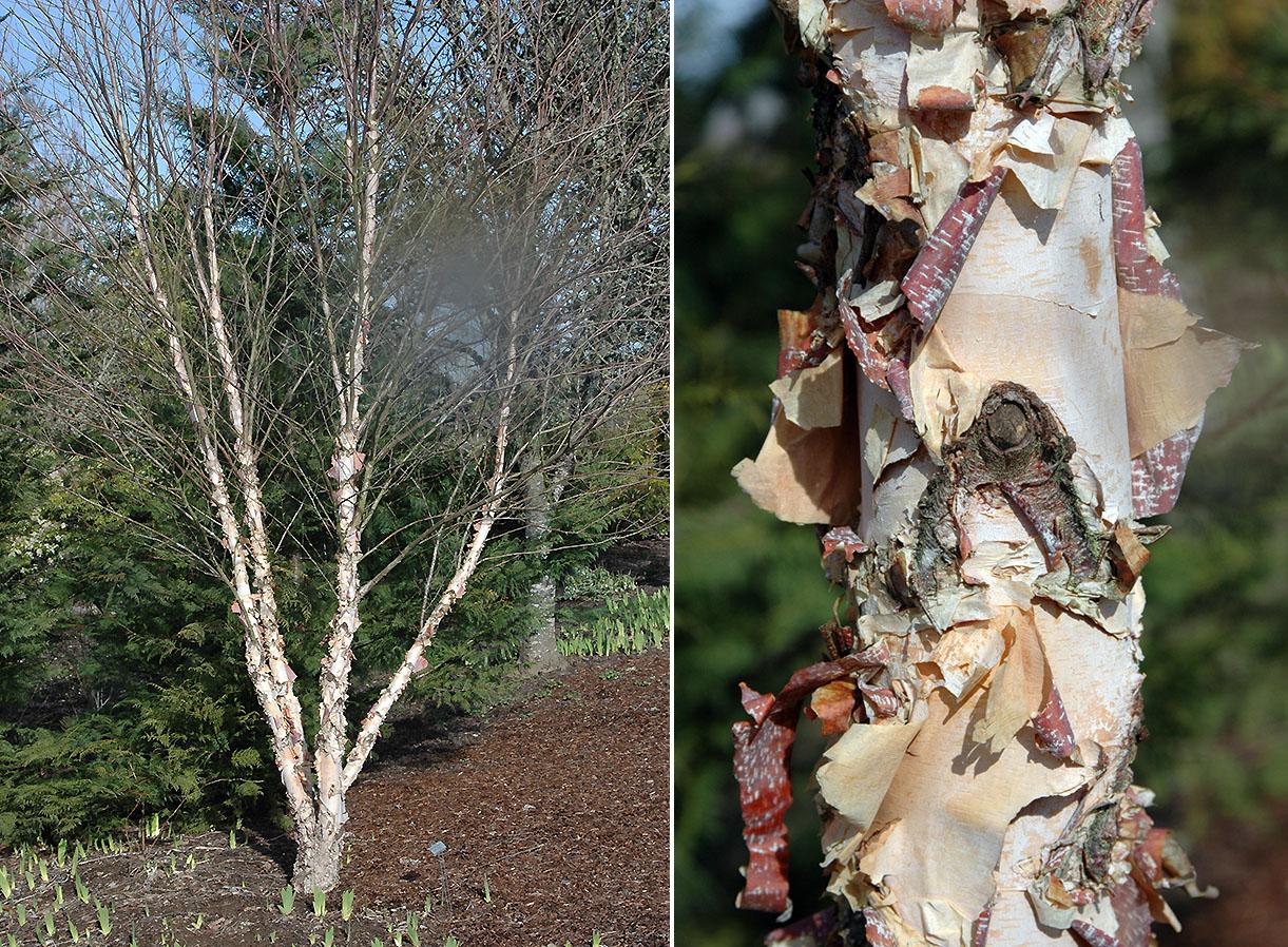 Betula Nigra Fox Valley Multi Stem - View 2 from www redcrocus com