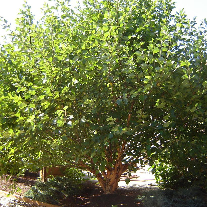 Betula Nigra Fox Valley Multi Stem - View 3 from www redcrocus com
