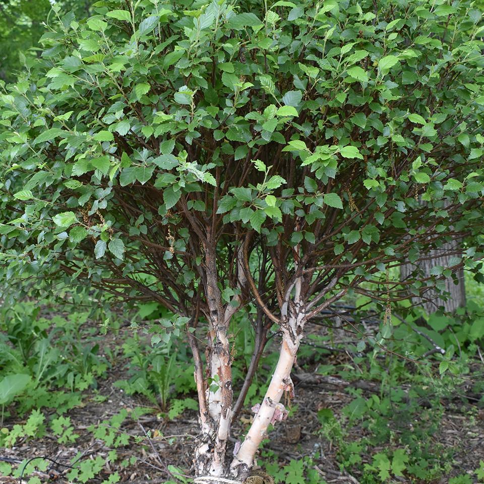 Betula Nigra Fox Valley Multi Stem - View 7 from www redcrocus com