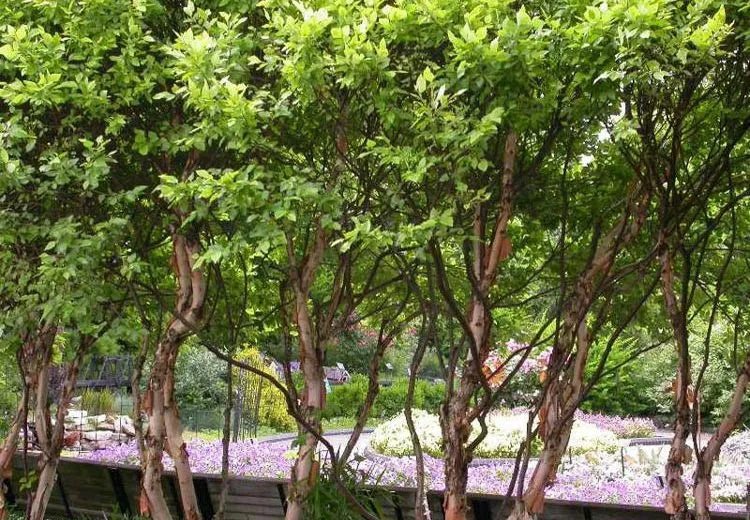 Betula Nigra Fox Valley Multi Stem - View 8 from www redcrocus com