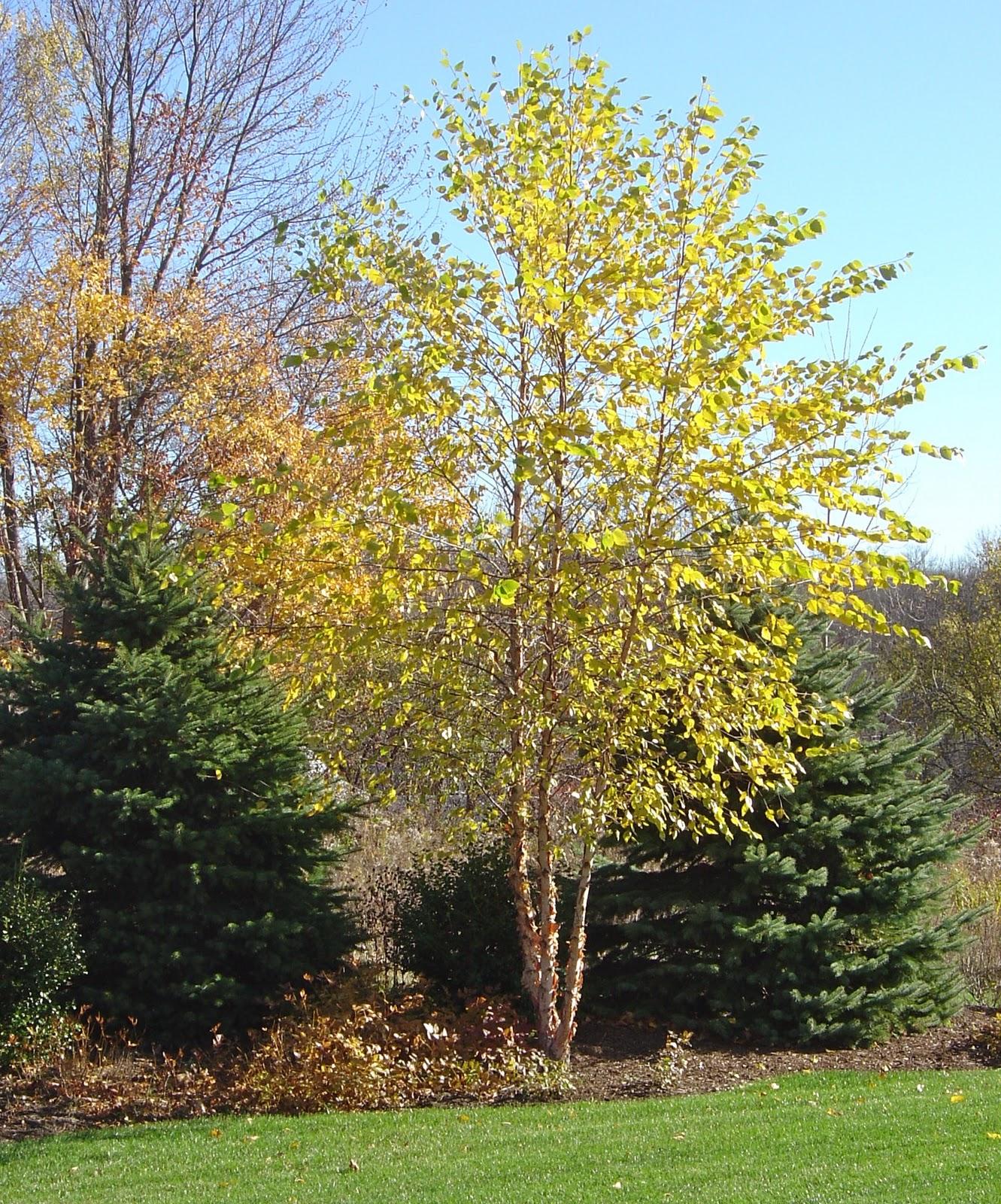 Betula Nigra Fox Valley Multi Stem - View 8 from www redcrocus com
