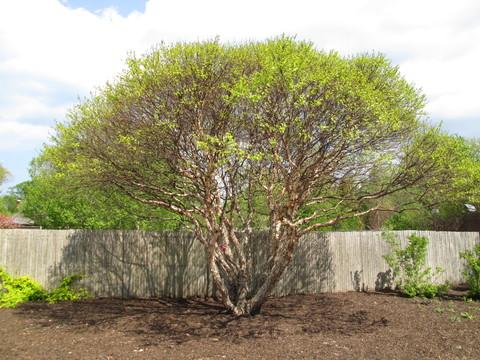 Betula Nigra 'fox Valley' Multi Stem - View 10 from www redcrocus com