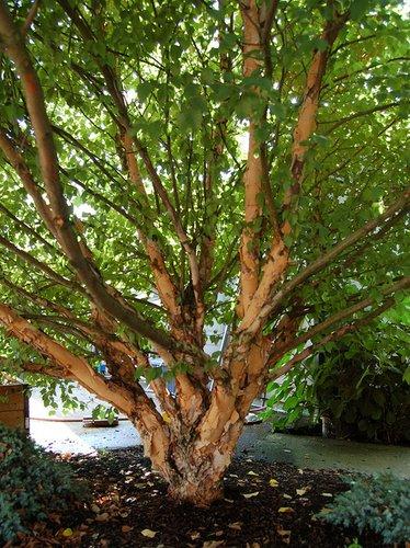 Betula Nigra 'fox Valley' Multi Stem - View 13 from www redcrocus com