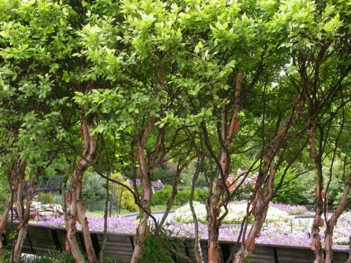 Betula Nigra 'fox Valley' Multi Stem - View 3 from www redcrocus com