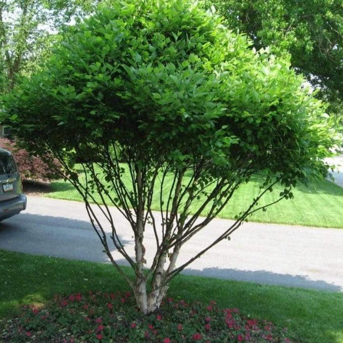 Betula Nigra 'fox Valley' Multi Stem - View 4 from www redcrocus com