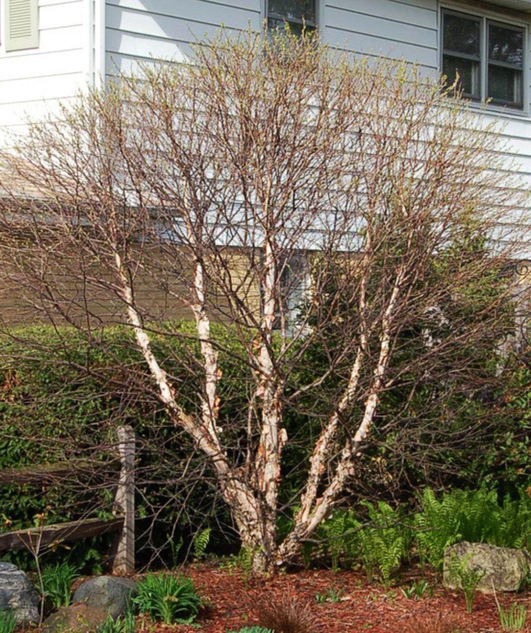 Betula Nigra 'fox Valley' Multi Stem - View 5 from www redcrocus com
