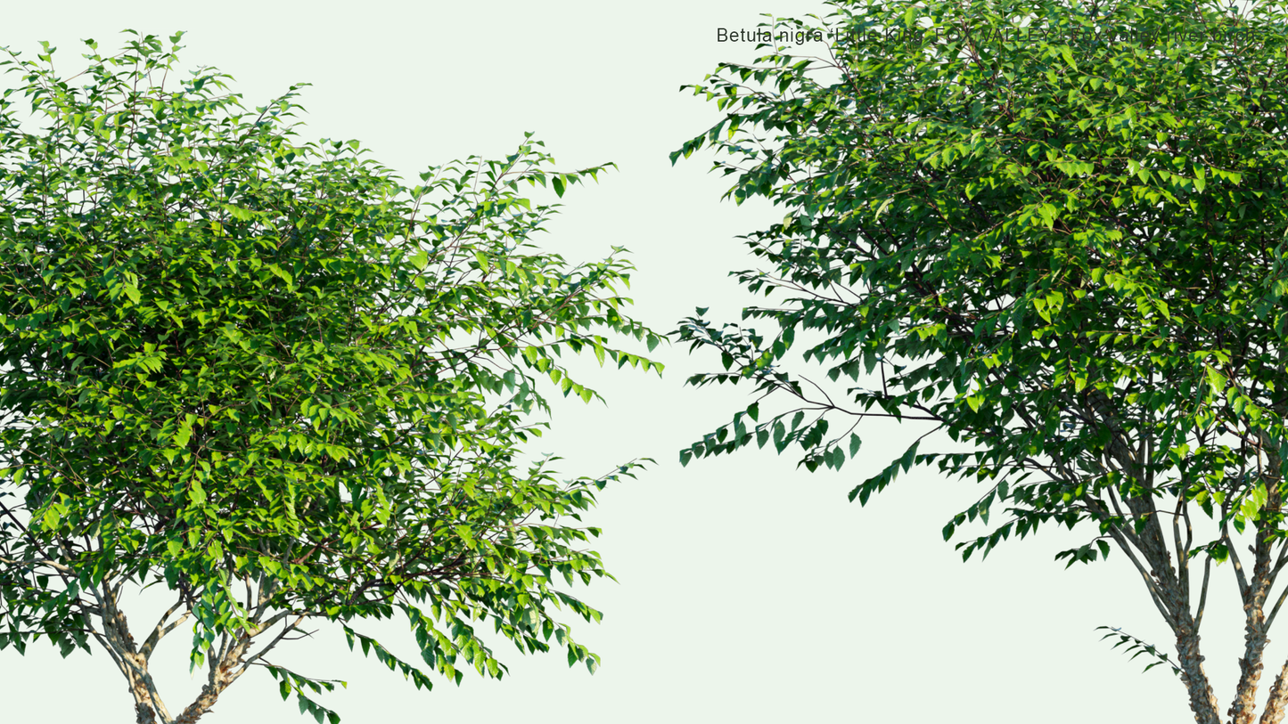 Betula Nigra 'fox Valley' Multi Stem - View 6 from www redcrocus com