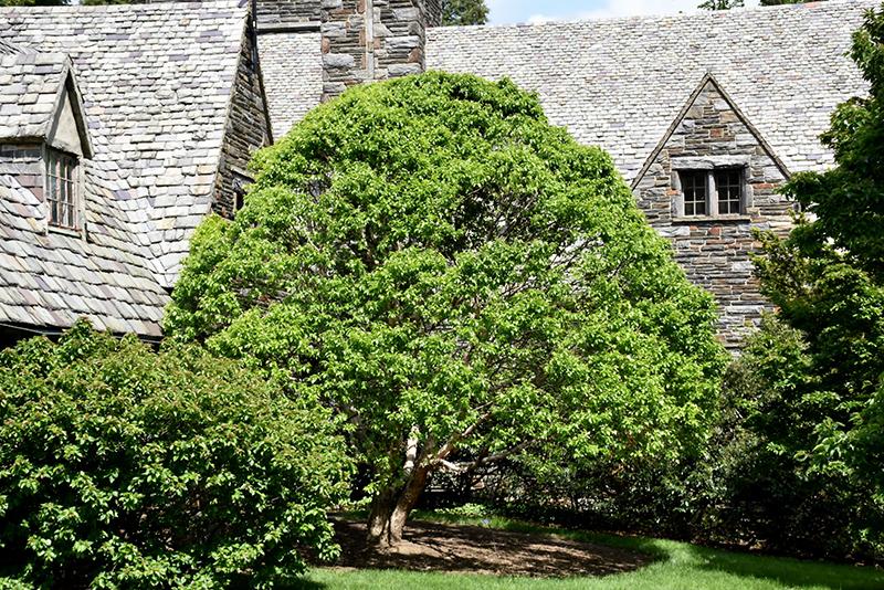 Betula Nigra 'fox Valley' Multi Stem - View 8 from www redcrocus com