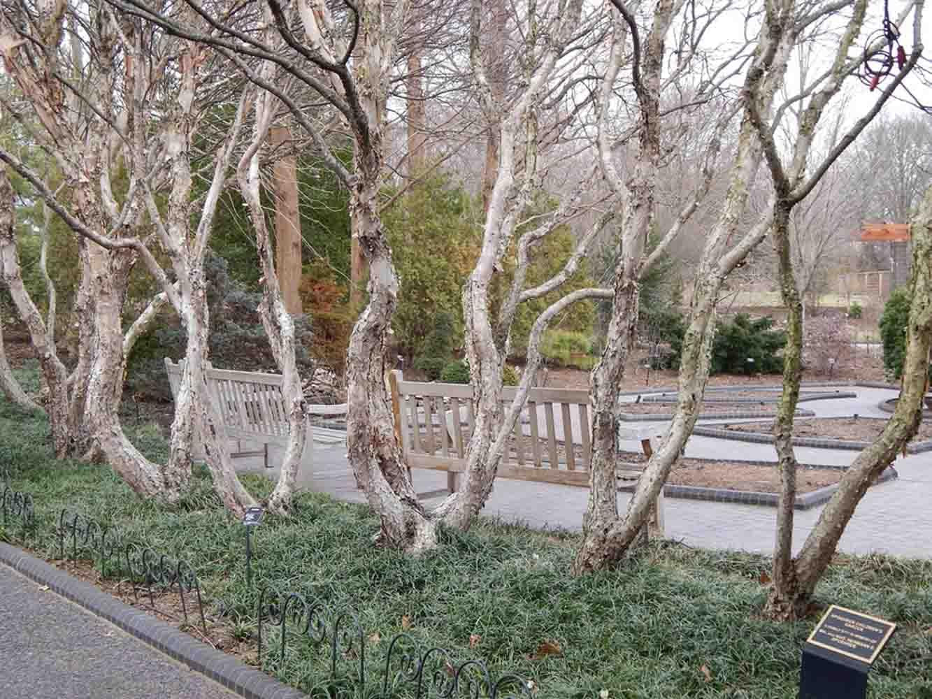 Betula Nigra 'fox Valley' Multi Stem - View 9 from www redcrocus com