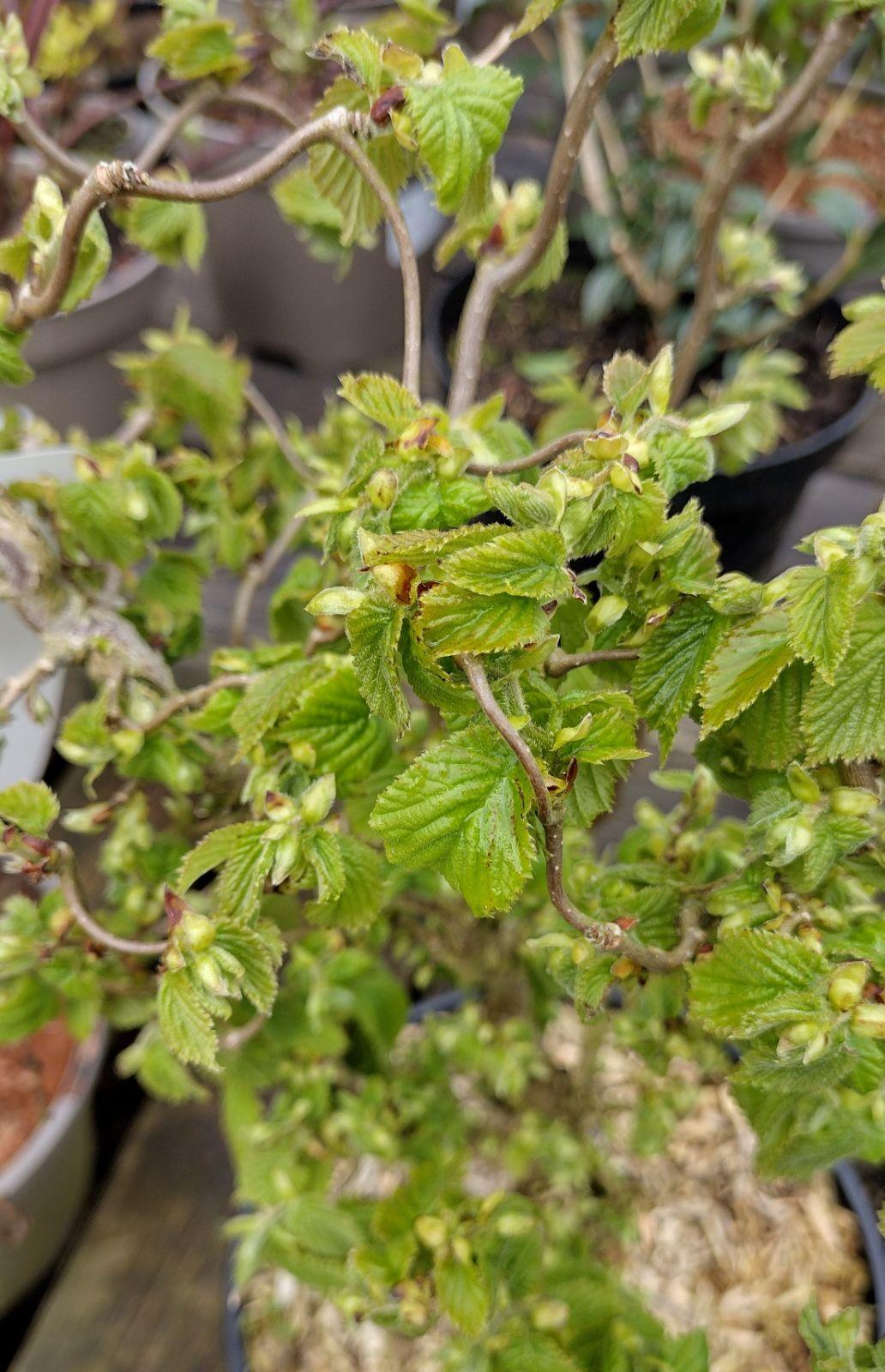 Corylus Avellana The Beast - View 10 from www redcrocus com