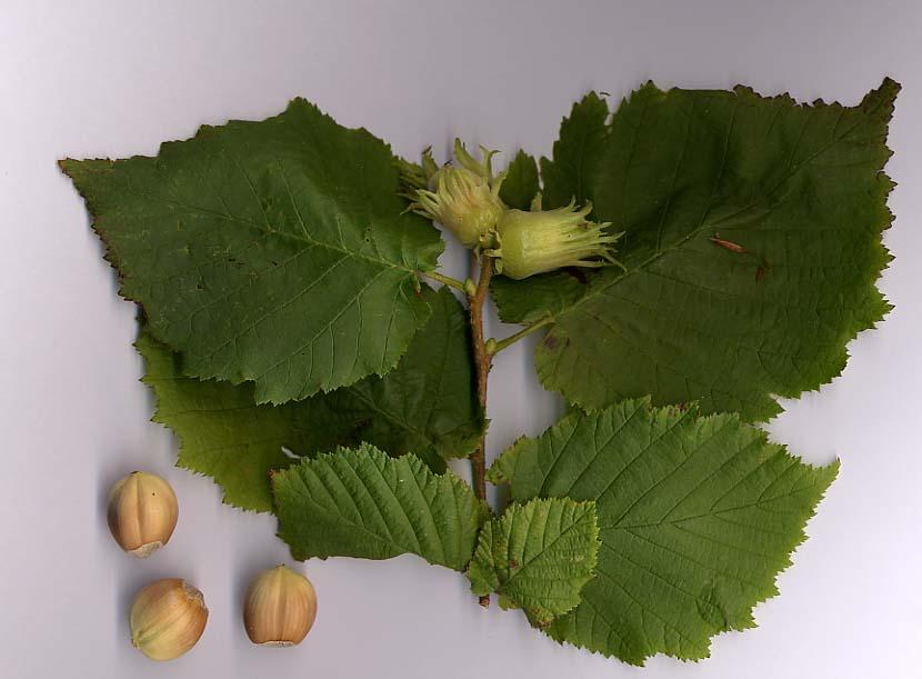 Corylus Avellana The Beast - View 11 from www redcrocus com