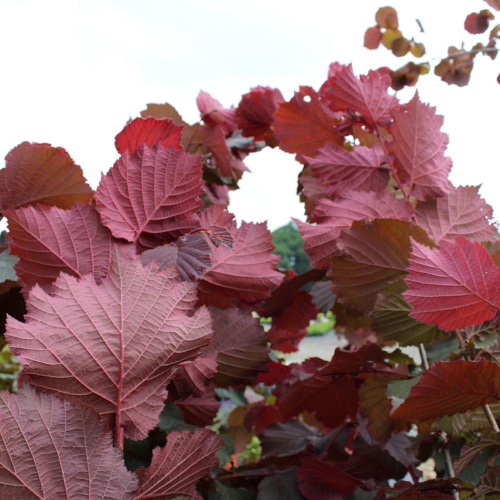 Corylus Avellana The Beast - View 12 from www redcrocus com
