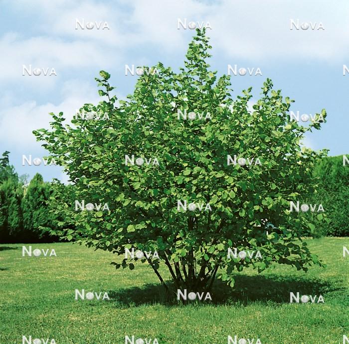 Corylus Avellana The Beast - View 13 from www redcrocus com