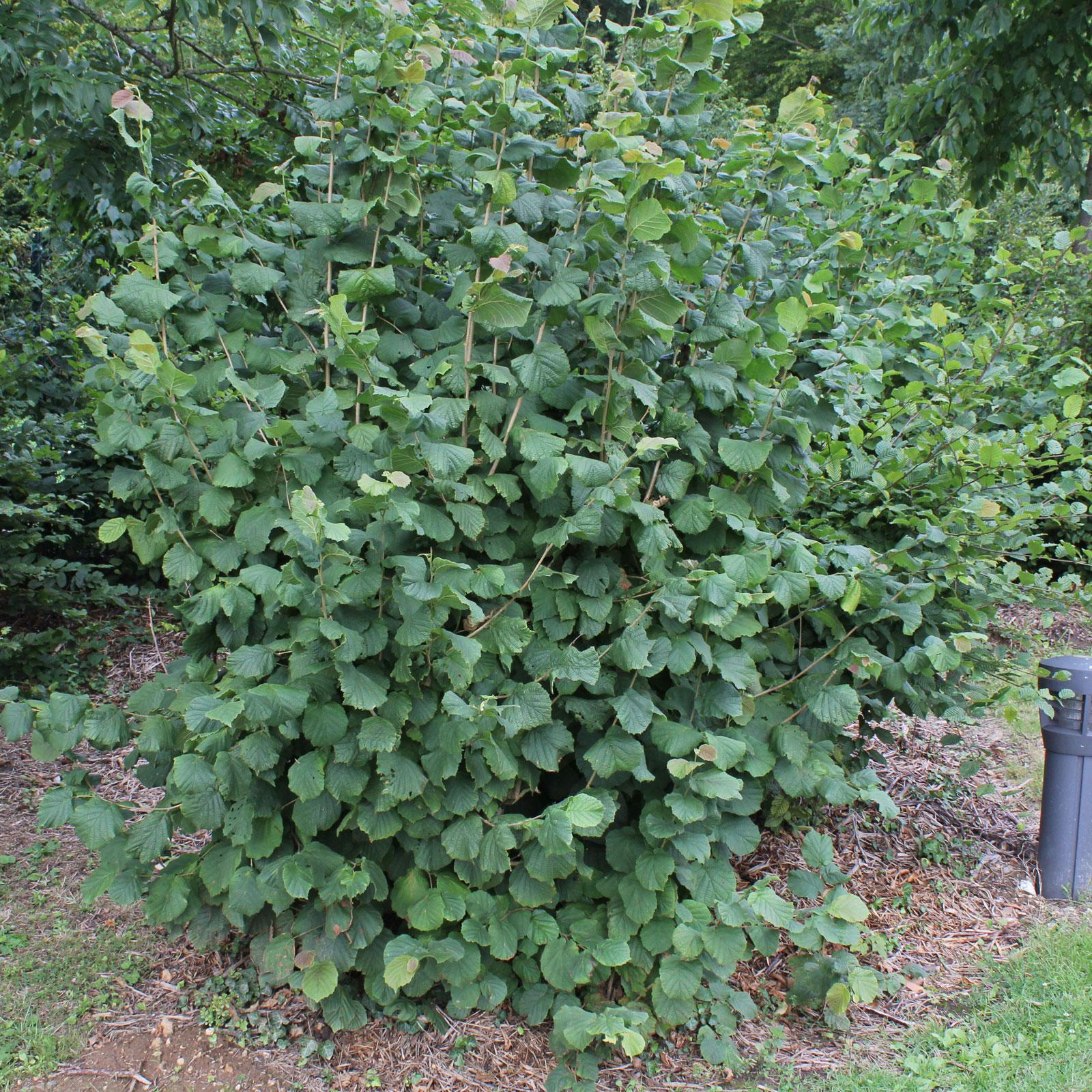 Corylus Avellana The Beast - View 14 from www redcrocus com