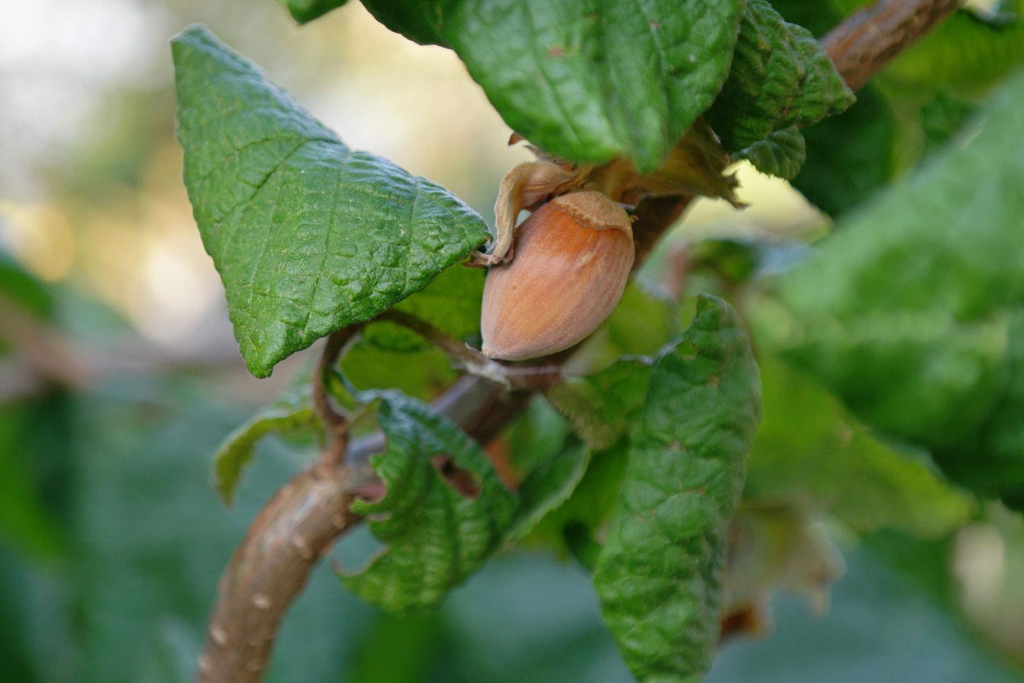 Corylus Avellana The Beast - View 15 from www redcrocus com