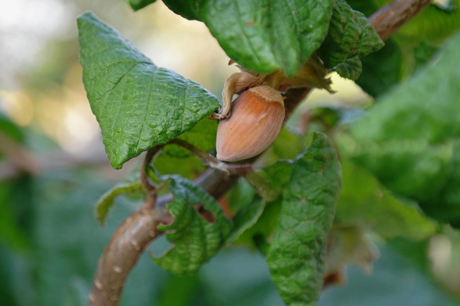 Corylus Avellana The Beast - View 15 from www redcrocus com