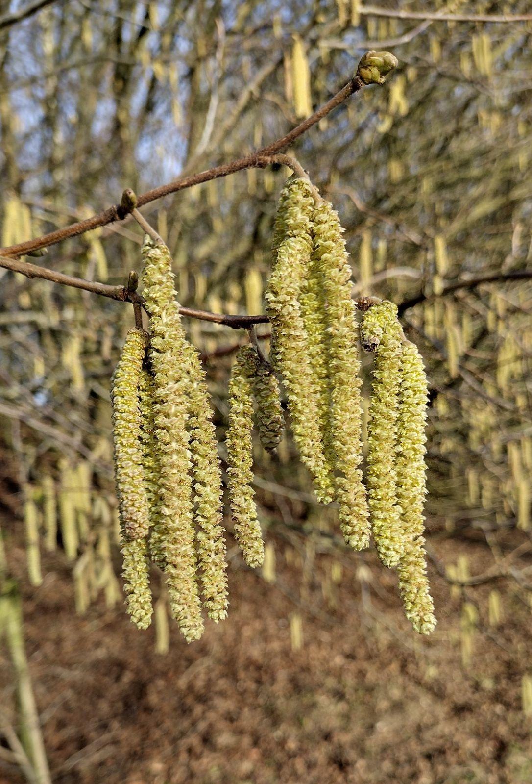 Corylus Avellana The Beast - View 17 from www redcrocus com