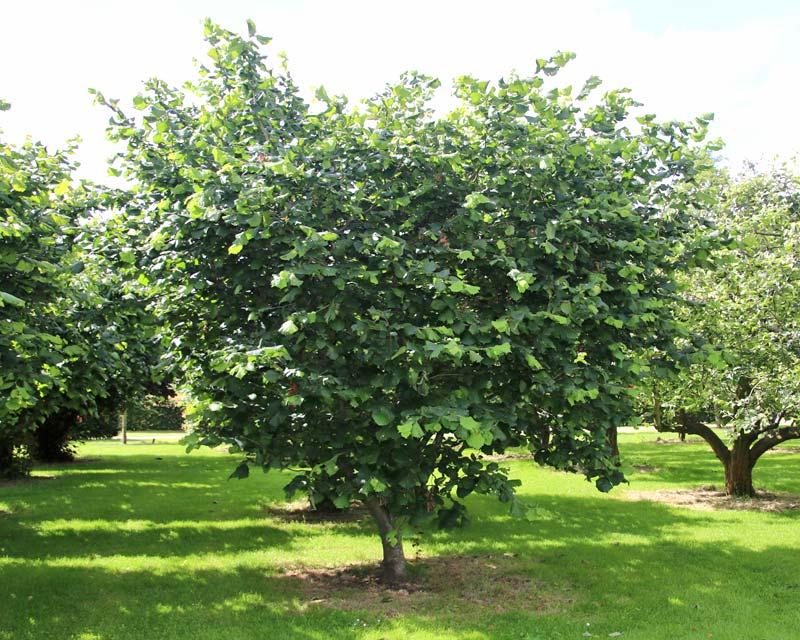 Corylus Avellana The Beast - View 18 from www redcrocus com