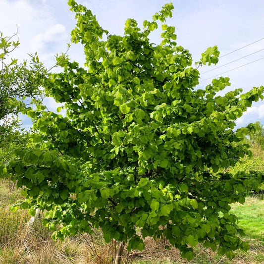 Corylus Avellana The Beast - View 1 from www redcrocus com