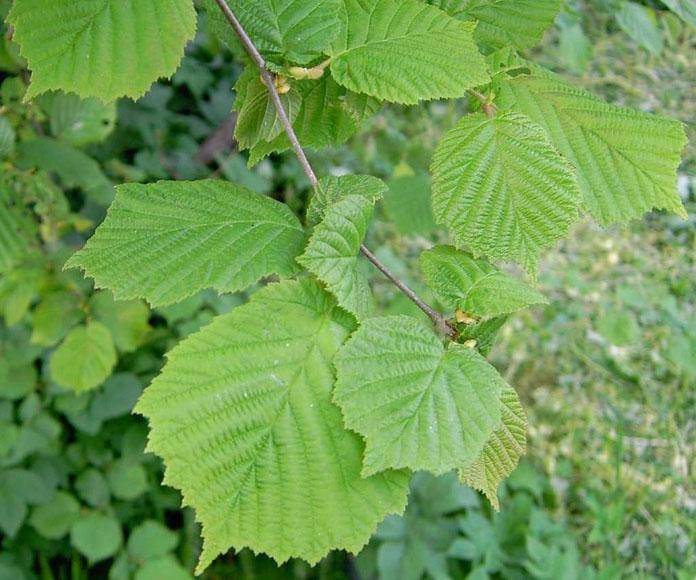 Corylus Avellana The Beast - View 2 from www redcrocus com