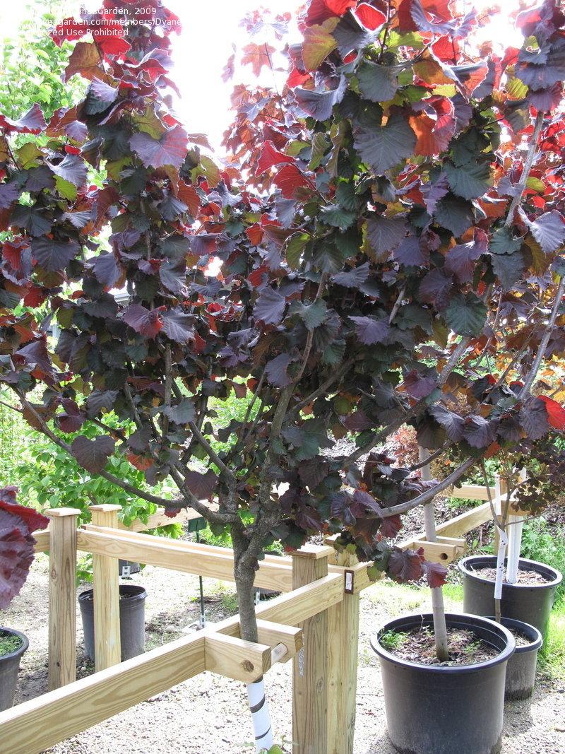 Corylus Avellana The Beast - View 3 from www redcrocus com