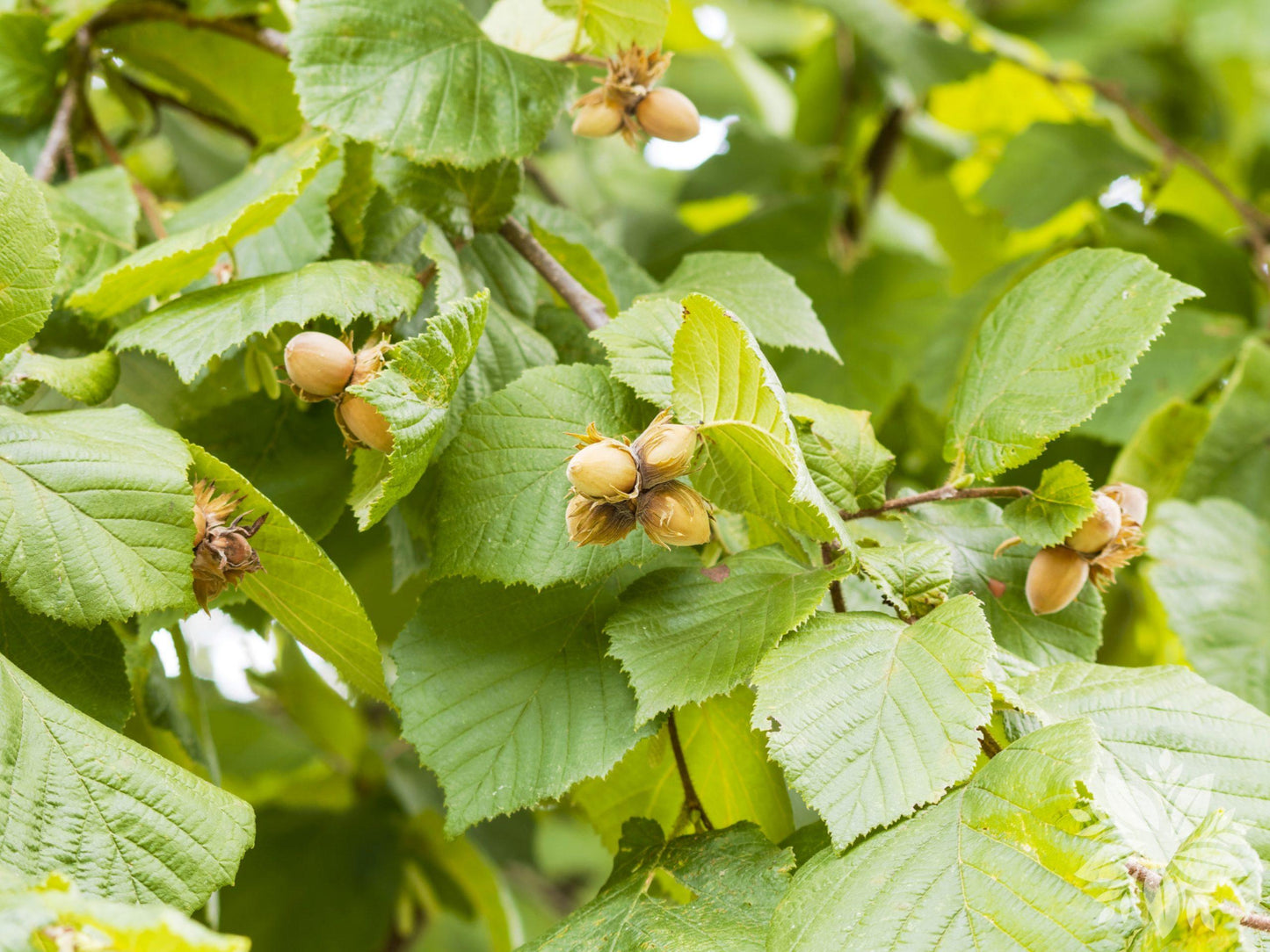 Corylus Avellana The Beast - View 4 from www redcrocus com
