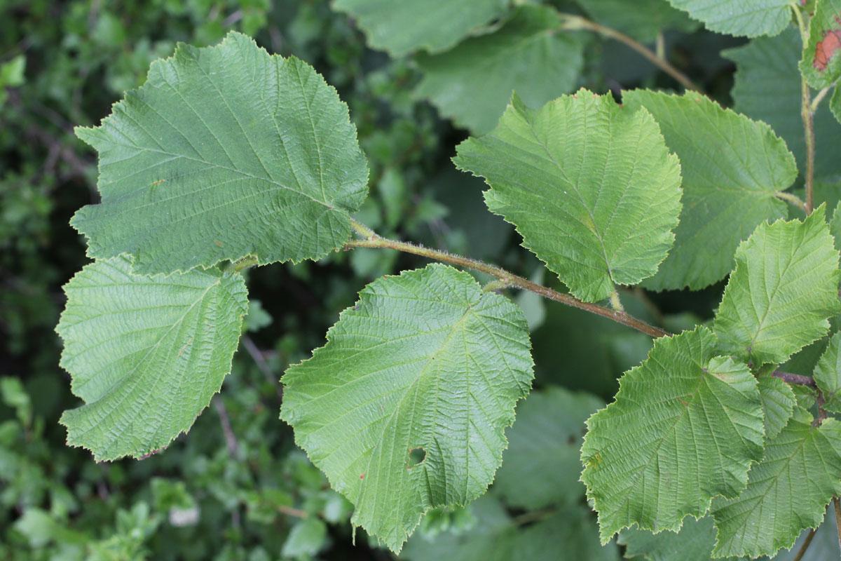 Corylus Avellana The Beast - View 6 from www redcrocus com