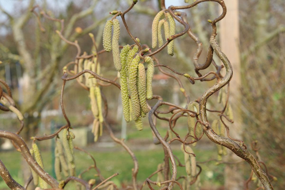 Corylus Avellana The Beast - View 7 from www redcrocus com