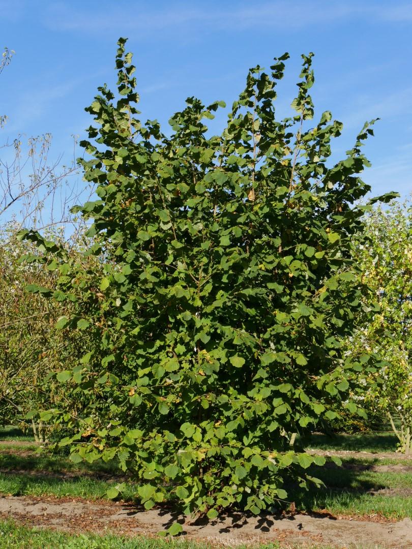 Corylus Avellana The Beast - View 9 from www redcrocus com