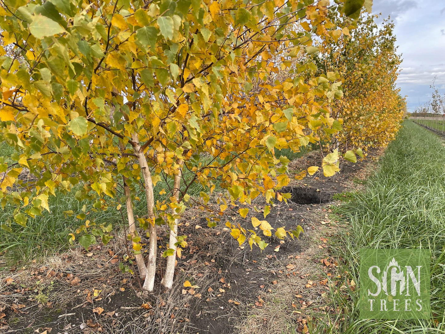 Betula Populifolia Whitespire Multi Stem - View 10 from www redcrocus com