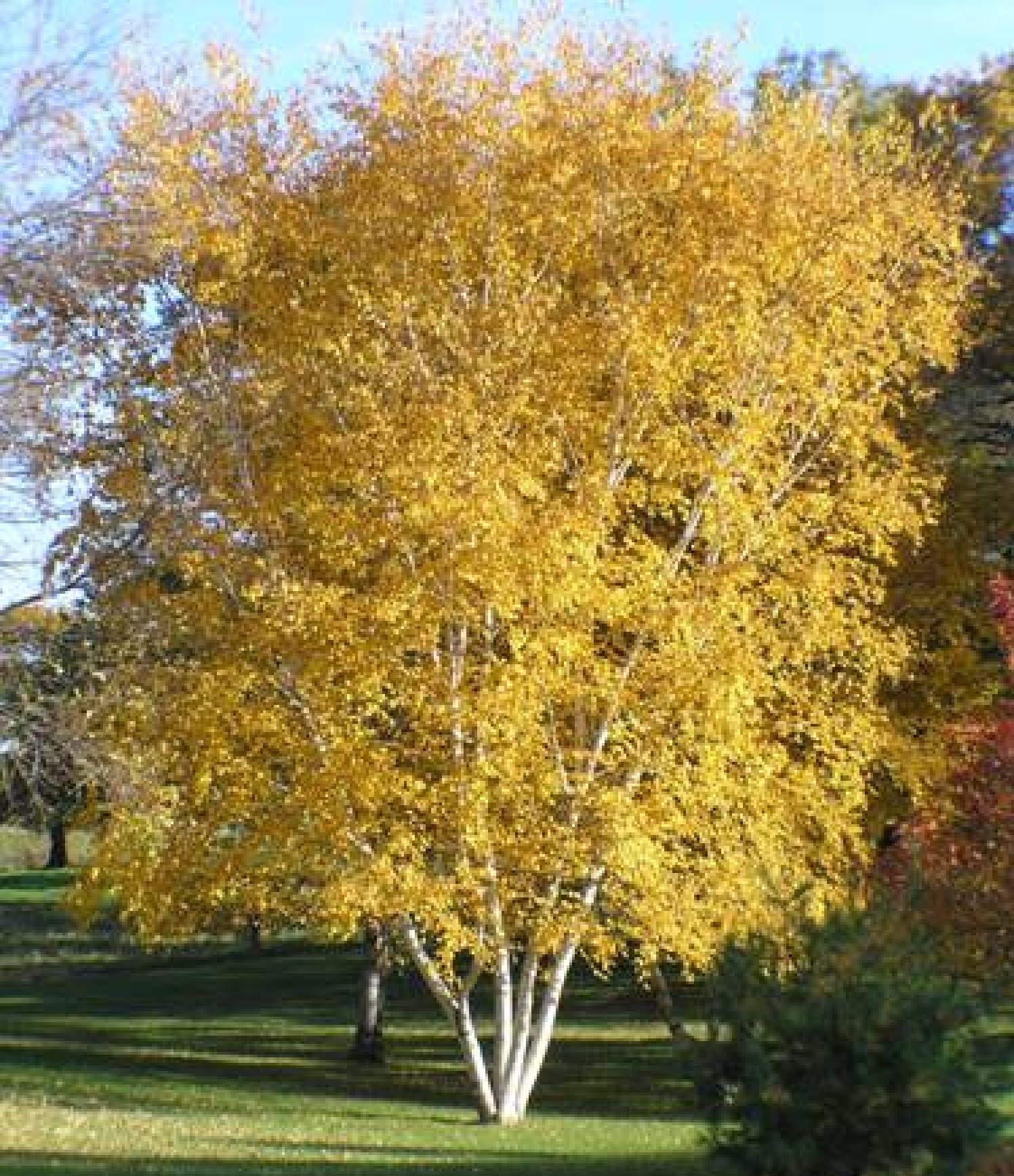 Betula Populifolia Whitespire Multi Stem - View 15 from www redcrocus com