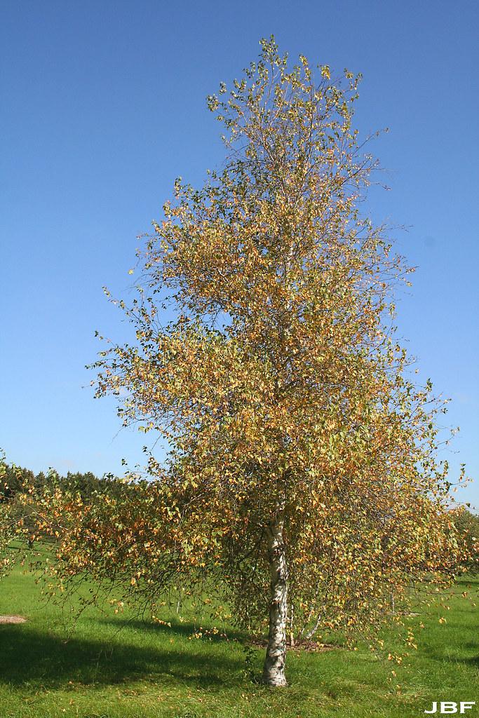 Betula Populifolia Whitespire Multi Stem - View 6 from www redcrocus com