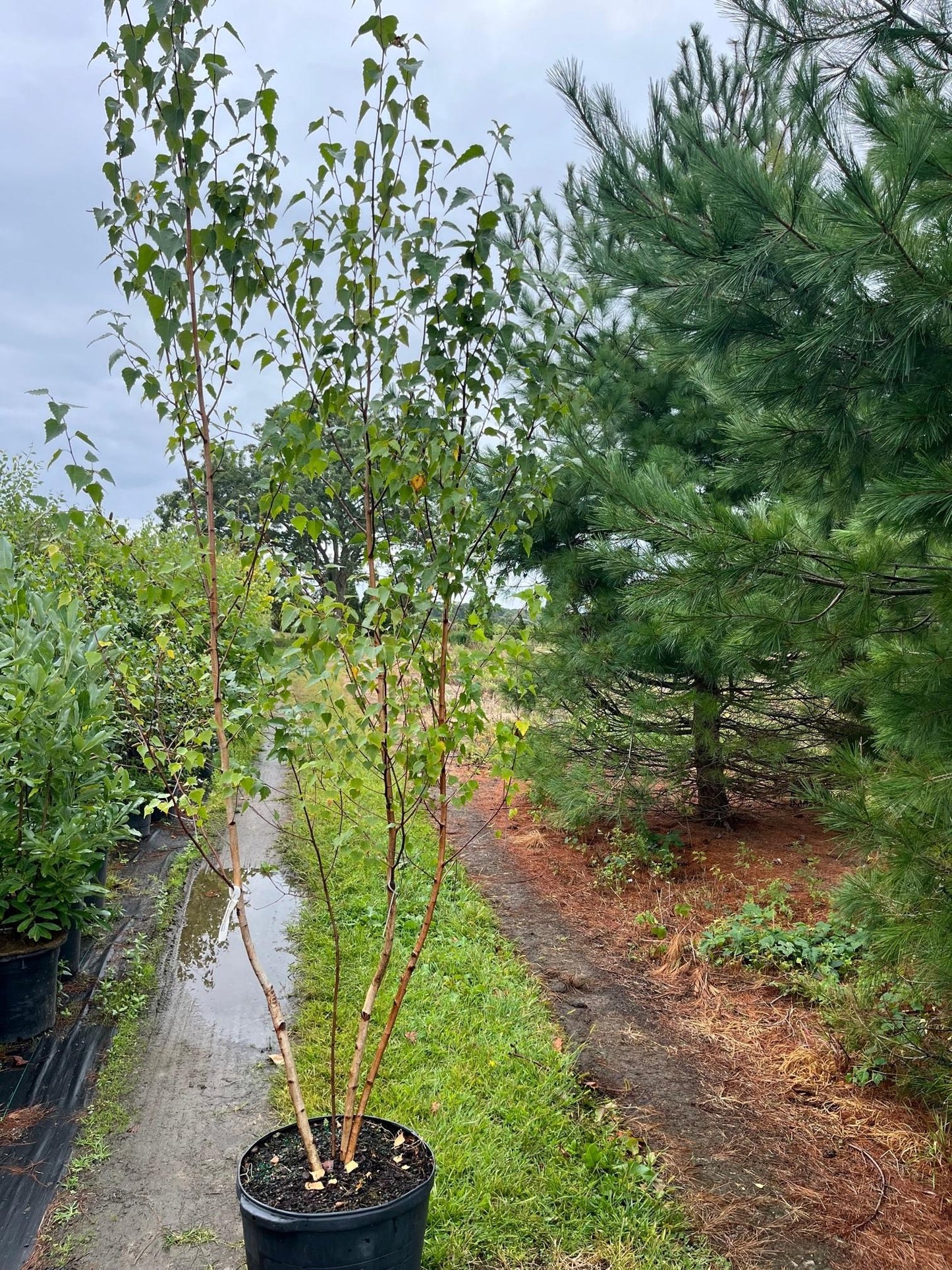 Betula Populifolia Whitespire Multi Stem - View 7 from www redcrocus com
