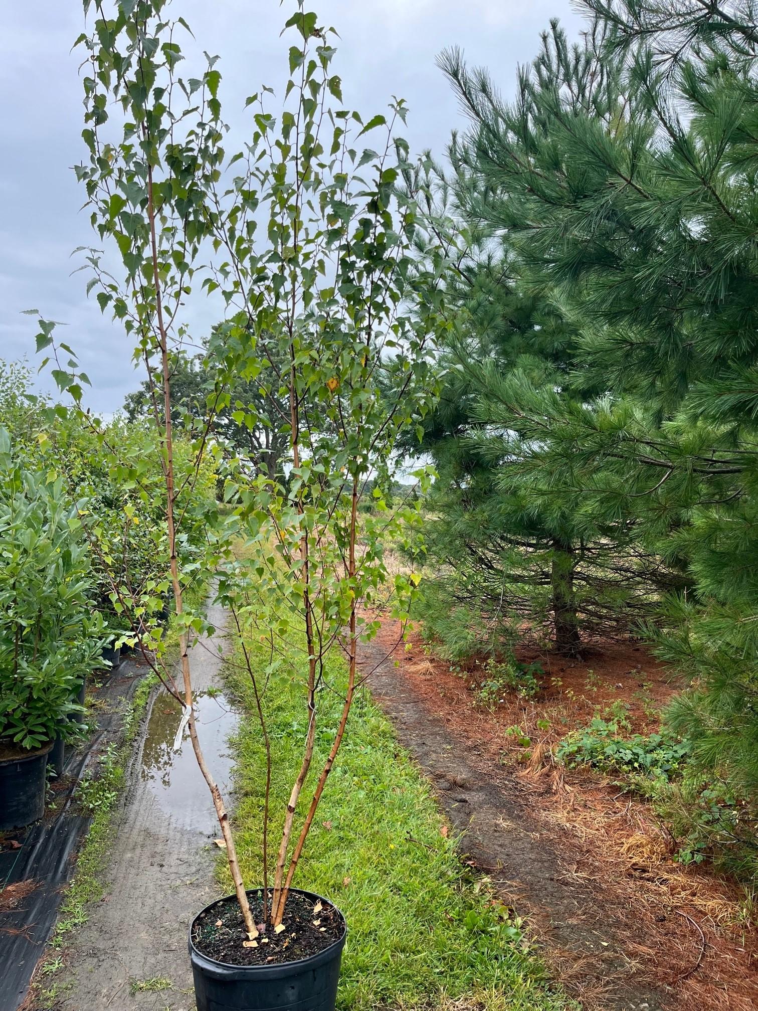 Betula Populifolia Whitespire Multi Stem - View 7 from www redcrocus com