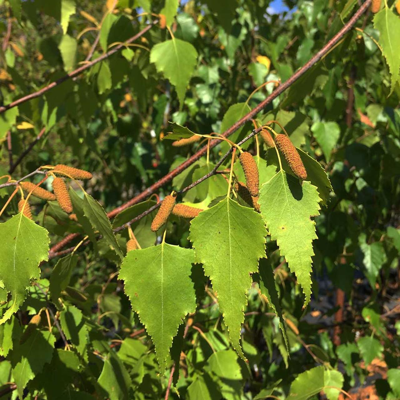 Betula Populifolia Whitespire Multi Stem - View 9 from www redcrocus com