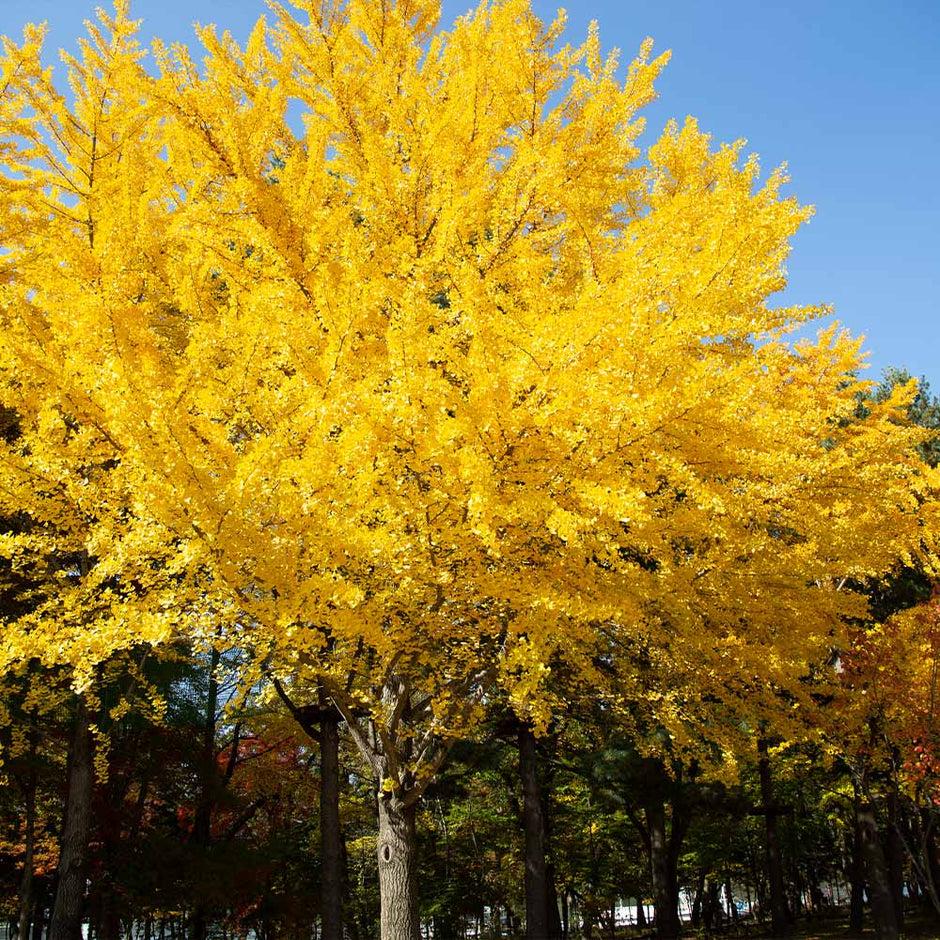 Ginkgo Biloba Autumn Gold Single Stem - View 3 from www redcrocus com