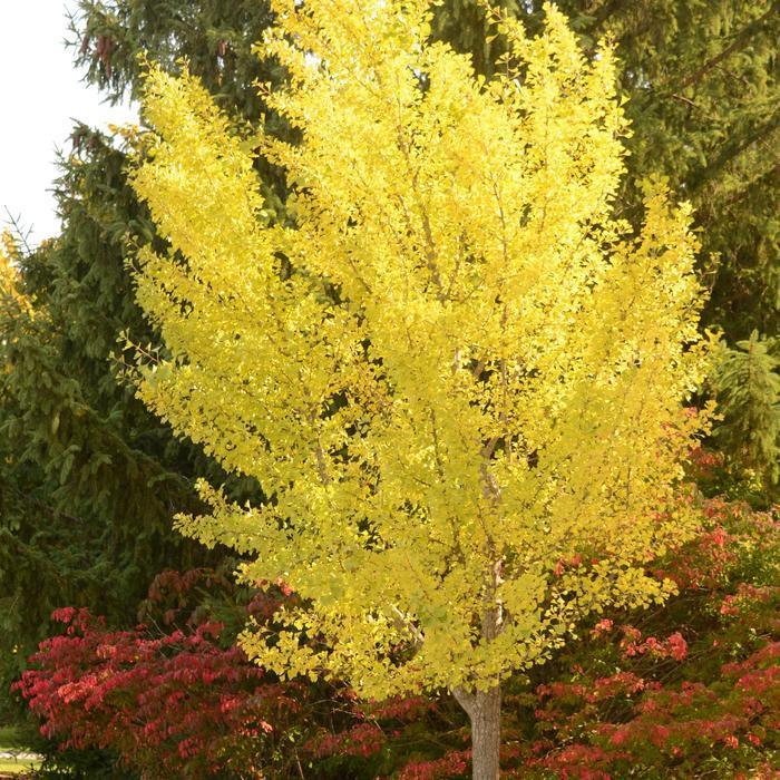 Ginkgo Biloba Autumn Gold Single Stem - View 8 from www redcrocus com