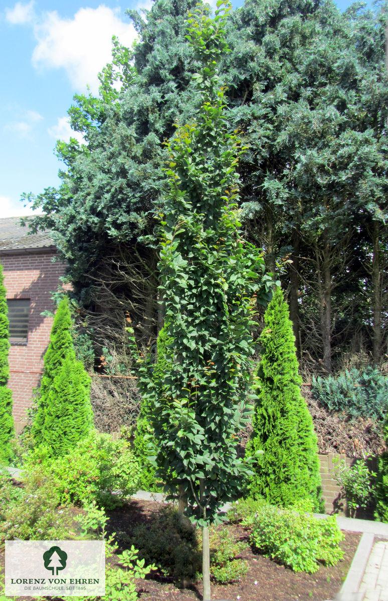 Carpinus Betulus Lucas Low Branch - View 15 from www redcrocus com