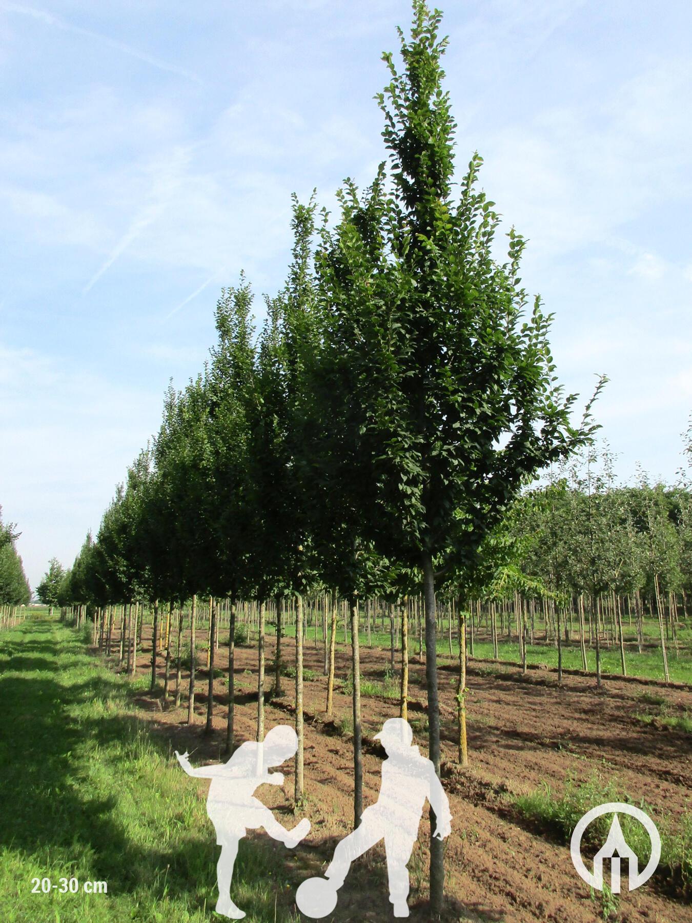 Carpinus Betulus Lucas Low Branch - View 8 from www redcrocus com