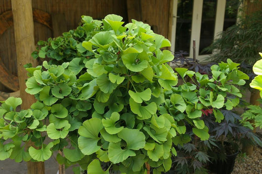 Ginkgo Biloba Mariken Tree Form Single Stem - View 10 from www redcrocus com