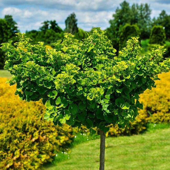 Ginkgo Biloba Mariken Tree Form Single Stem - View 11 from www redcrocus com