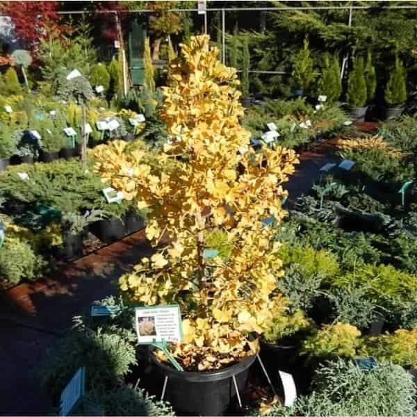Ginkgo Biloba Mariken Tree Form Single Stem - View 14 from www redcrocus com